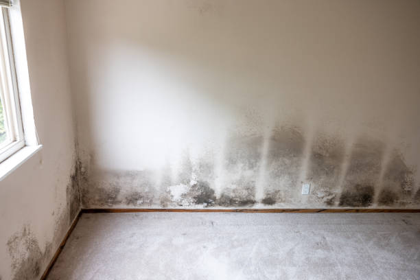 Mold Remediation for Rental Properties in Lake Wisconsin, WI